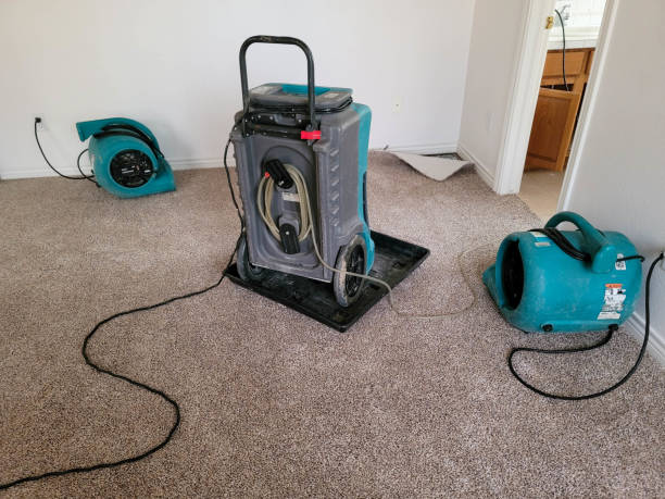 Best Basement water damage restoration  in Florence, MS
