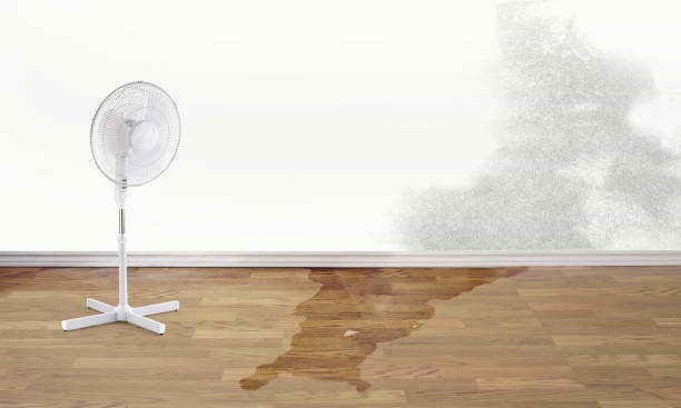 Best Water damage mitigation services  in Florence, MS